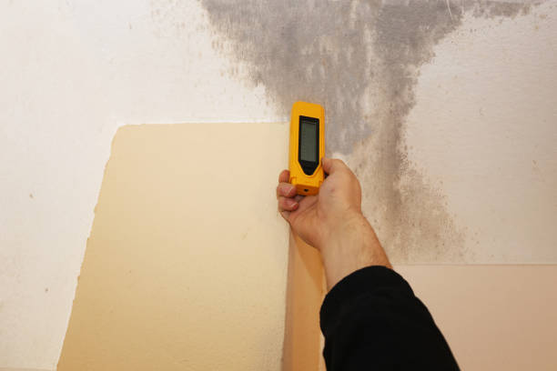 Best Mold Remediation for Vacation Homes  in Shenandoah, IA