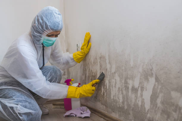 Best Asbestos and Lead Testing During Mold Inspection  in Shenandoah, IA