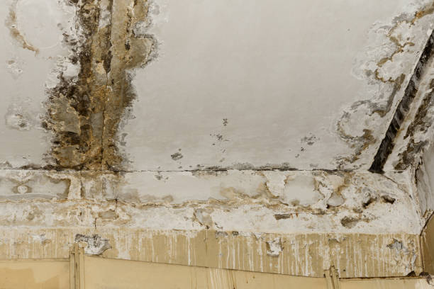Best Mold-Related Health Consultation  in Shenandoah, IA