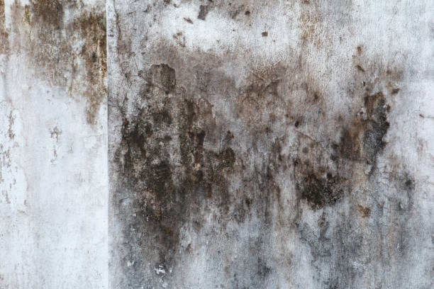 Best Mold Odor Removal Services  in Shenandoah, IA