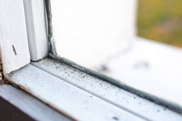Best Emergency Mold Remediation  in Shenandoah, IA