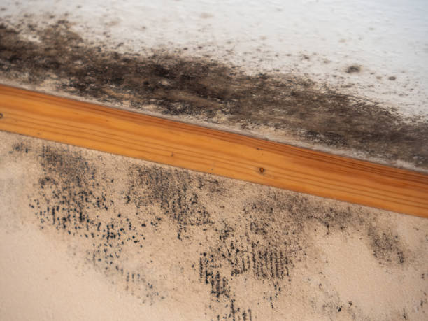 Best Water Damage & Mold Remediation  in Shenandoah, IA
