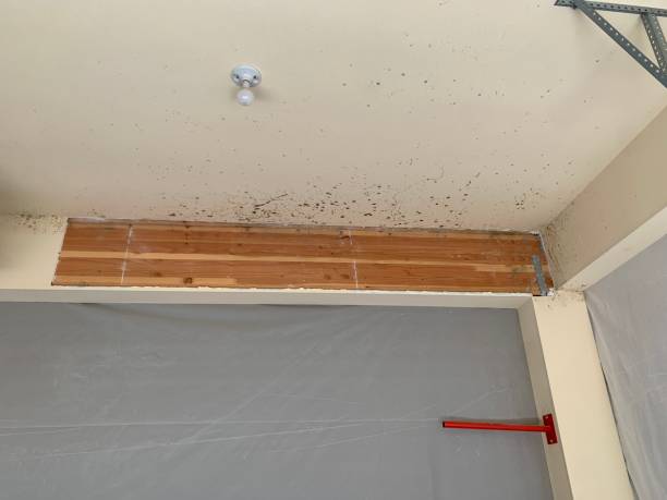 Best Mold Remediation for Healthcare Facilities  in Shenandoah, IA