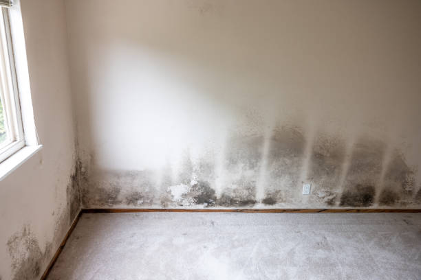 Trusted Shenandoah, IA Mold Removal Experts