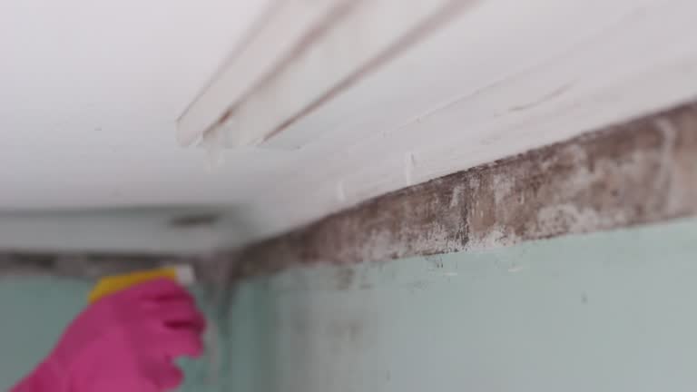 Best Emergency Mold Remediation  in Shenandoah, IA